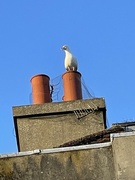30th Jun 2022 - The Leader of the Secret Seagull Sect