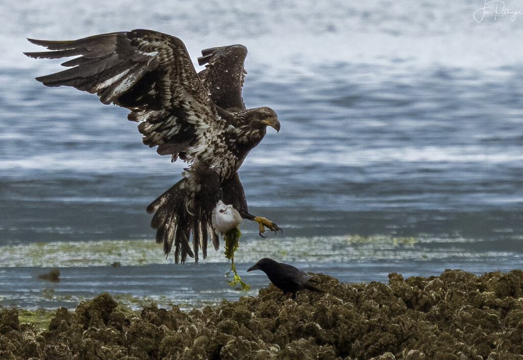 Juvenile Landing with Fish Cropped by jgpittenger