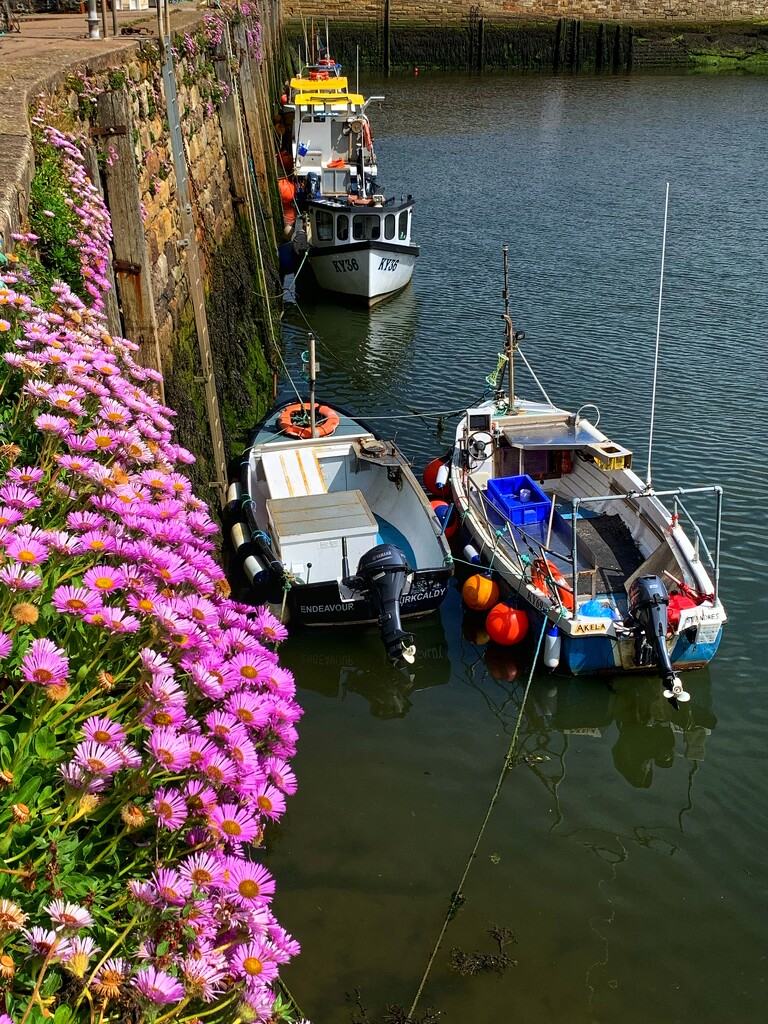 Pinks on the harbour wall. by billdavidson