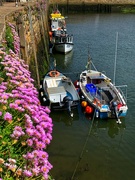 30th Jun 2022 - Pinks on the harbour wall.