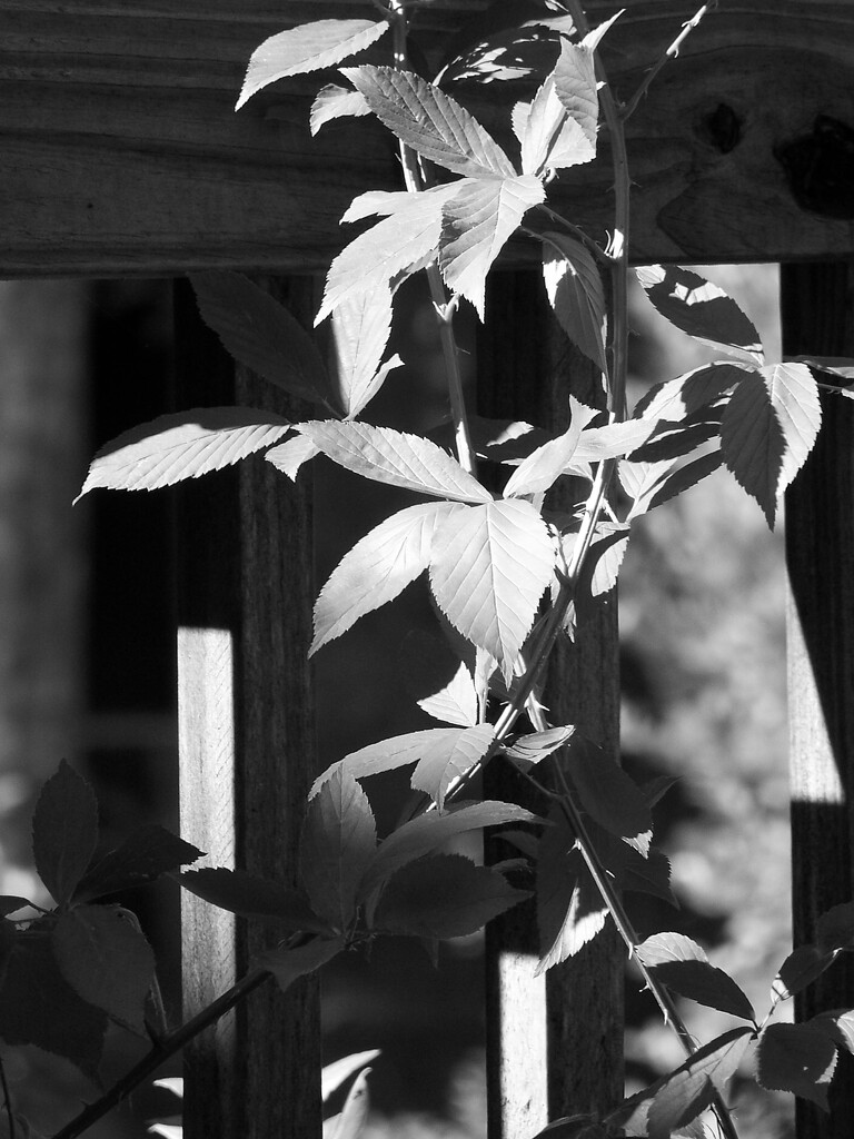 Dewberry vines on the deck railing... by marlboromaam