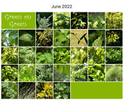 1st Jul 2022 - The green on green theme...