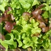Salad days . by beryl