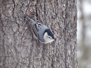 19th Dec 2021 - White-breasted Nuthatch