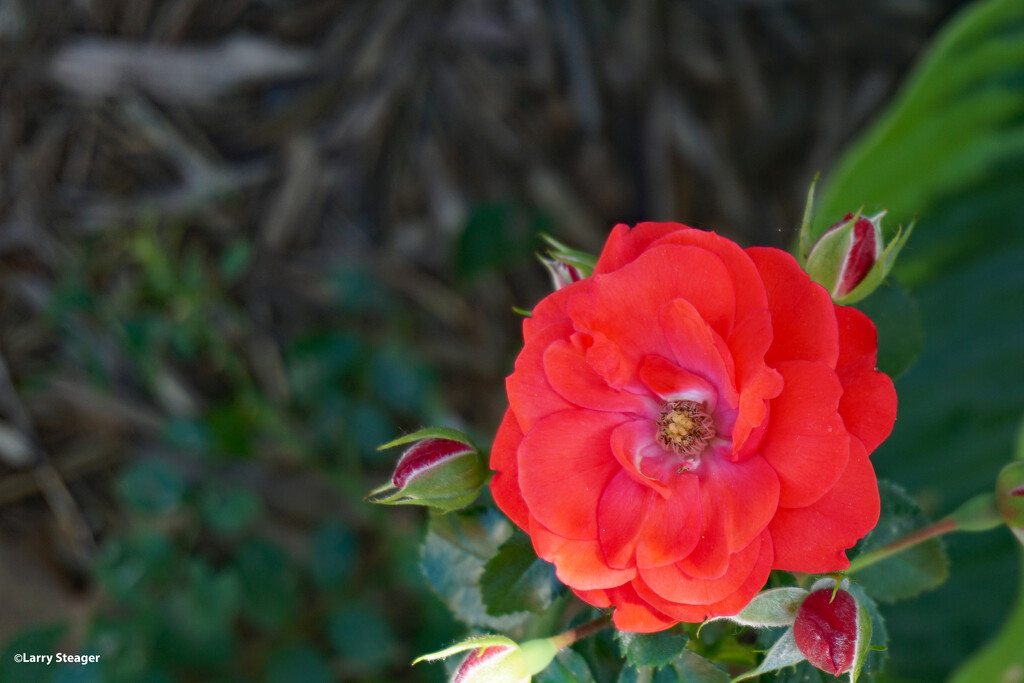 Rose bouquet soon by larrysphotos