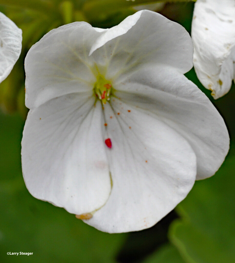 Up close white geraniums by larrysphotos