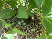 30th Jun 2022 - Cardinal’s nest in my honeysuckle 