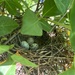 Cardinal’s nest in my honeysuckle  by pennyrae