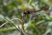 30th Jun 2022 - Greetings from a Red Dragonfly