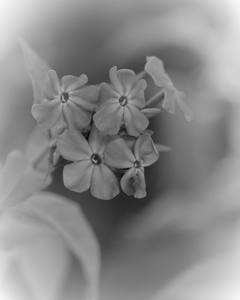 June 29: Garden Phlox by daisymiller