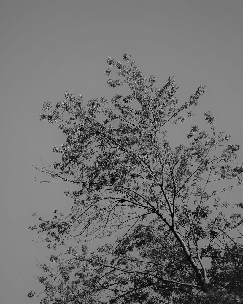 June 29: Tree by daisymiller