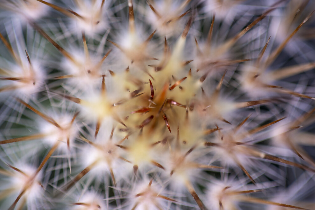 Prickly Abstract  by pdulis