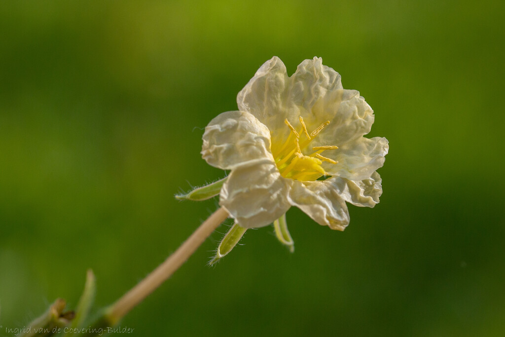 Little yellow flower by ingrid01