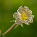 Little yellow flower by ingrid01