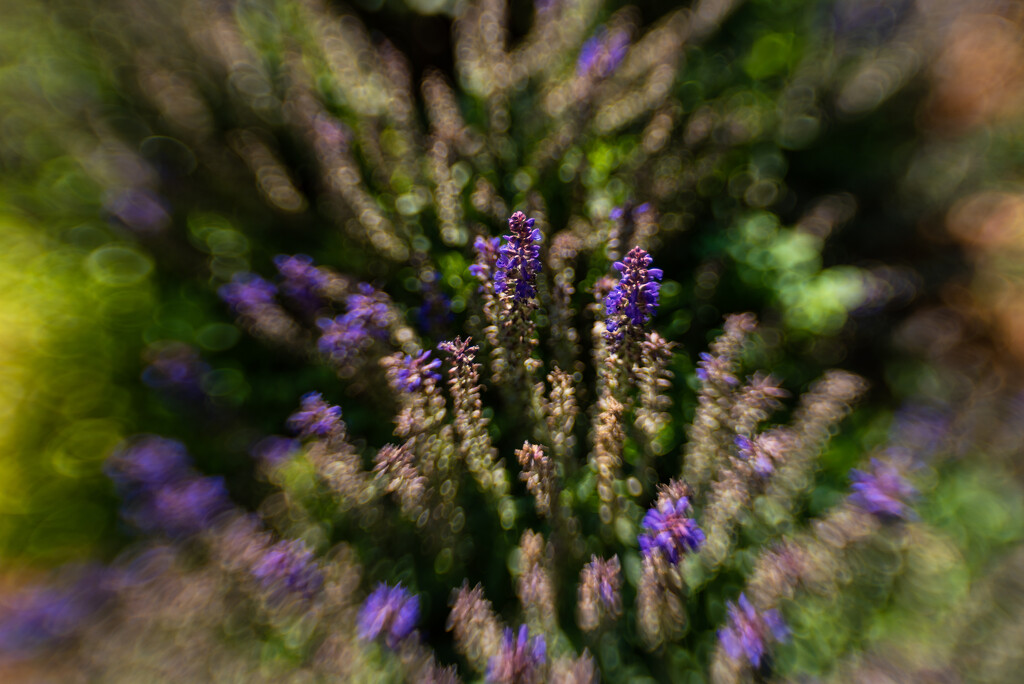 last lensbaby for the challenge by jackies365