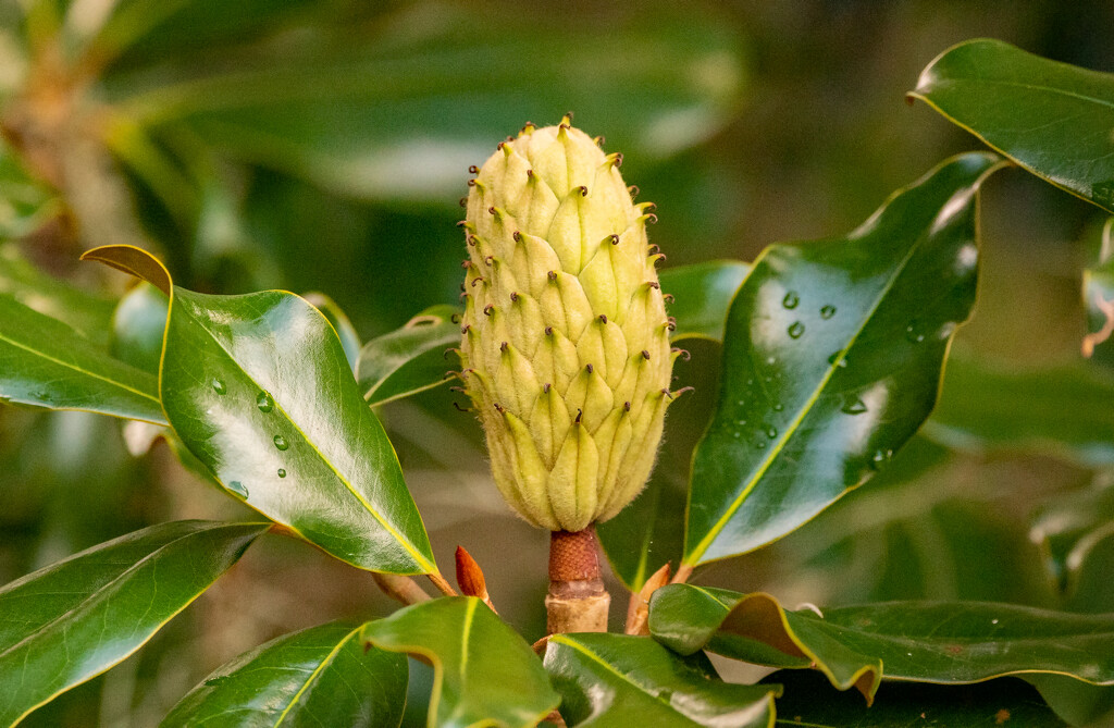 Magnolia Bud! by rickster549