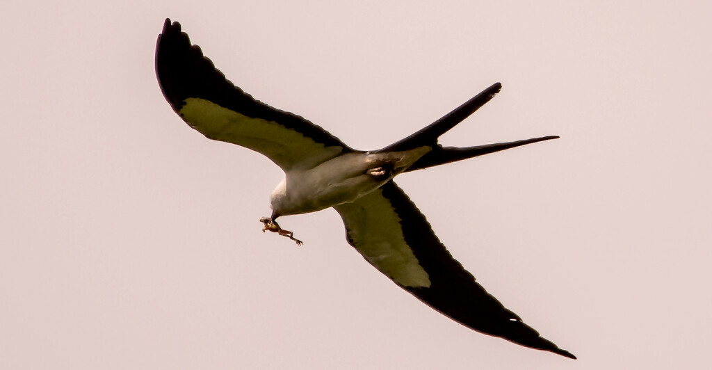 Swallowtail Kite With Lunch! by rickster549