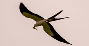 30th Jun 2022 - Swallowtail Kite With Lunch!