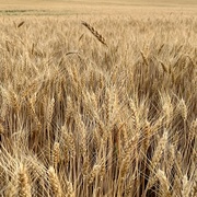 29th Jun 2022 - Wheat 