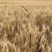 Wheat  by beckyk365