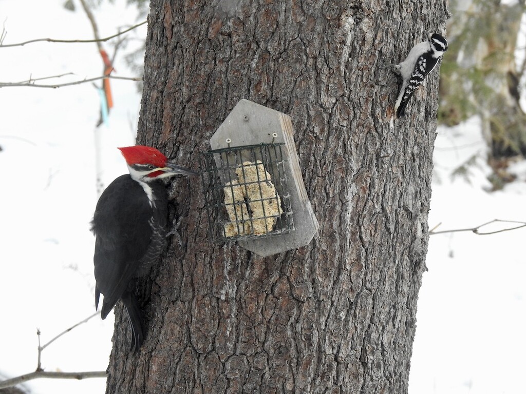 Sharing - Pileated and Downy by sunnygreenwood