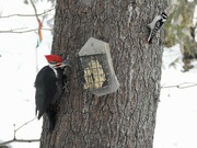 24th Dec 2021 - Sharing - Pileated and Downy