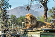 1st Jul 2022 - Drakenstein Lion Park