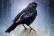1st Jul 2022 - Bird in the rain