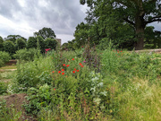 30th Jun 2022 - Wild flowers in the orchard