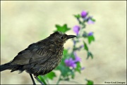 1st Jul 2022 - Female blackbird