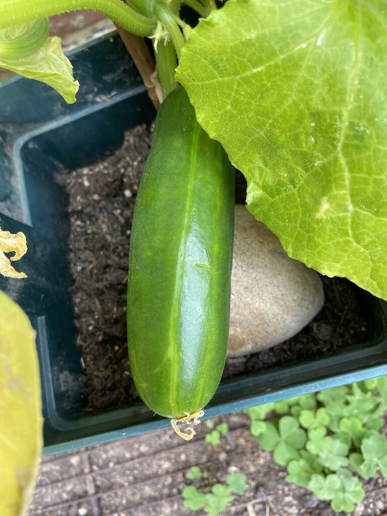1st cucumber   by hoopydoo