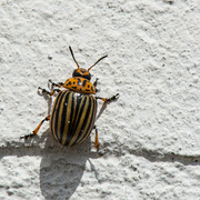1st Jul 2022 - 07-01 - Colorado Beetle