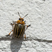 07-01 - Colorado Beetle by talmon