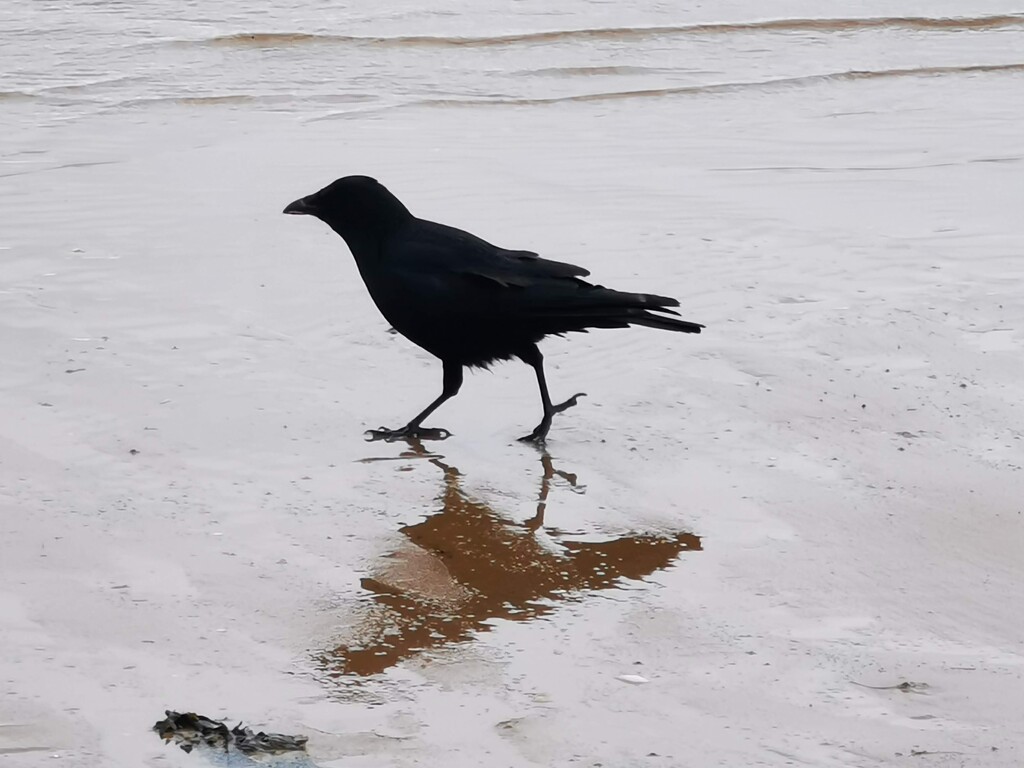 Crow by plainjaneandnononsense