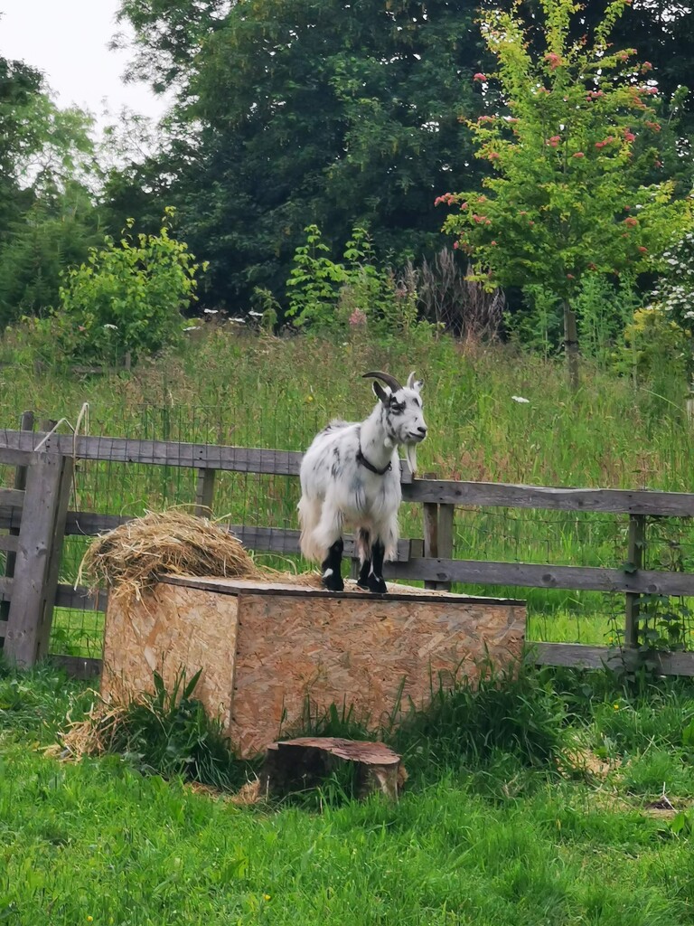 Posing Goat  by plainjaneandnononsense