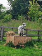 6th Jun 2022 - Posing Goat 