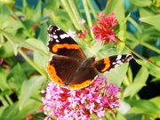 7th Jun 2022 - Red Admiral Butterfly 