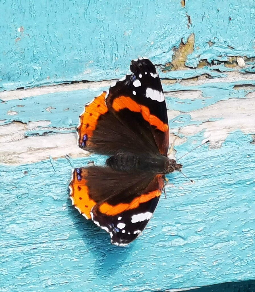 Red Admiral Butterfly  by plainjaneandnononsense