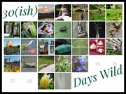 1st Jul 2022 - 26 Days Wild of June