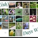 26 Days Wild of June
