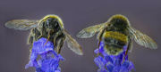 1st Jul 2022 - Bee on a Rosemary flower.