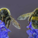 Bee on a Rosemary flower. by gamelee