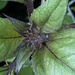 Zinnia Flower Bud by cataylor41