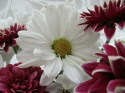 1st Jul 2022 - Chrysanthemums and white daisies.