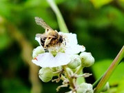 1st Jul 2022 - Busy bee!