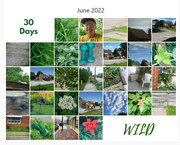1st Jul 2022 - 30 Days Wild 2022