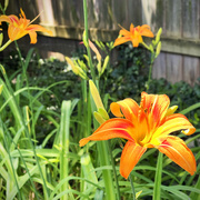 30th Jun 2022 - The Day Lilies