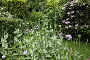 29th Jun 2022 - Poppy Seed Heads in the Garden.