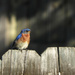 Pretty wild bluebird