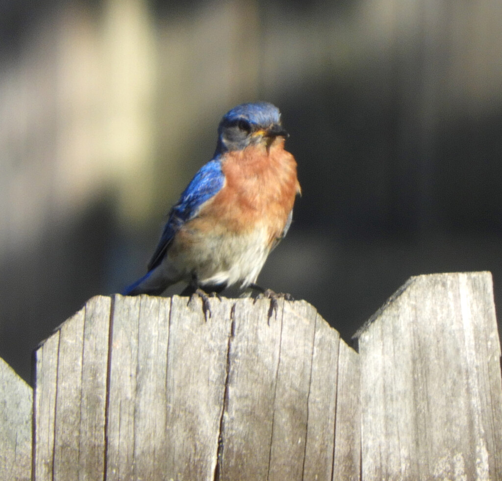 Wild Bluebird by homeschoolmom